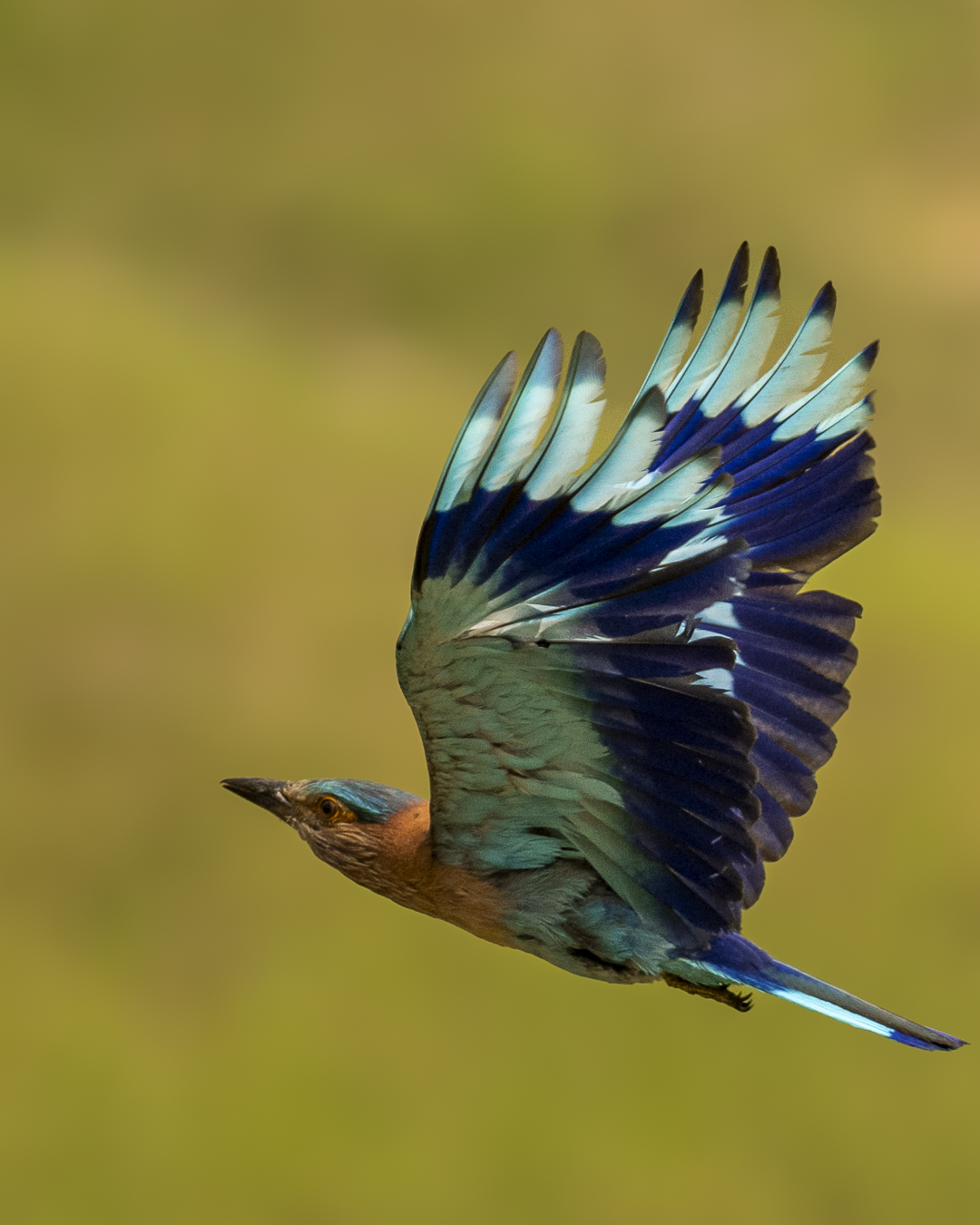 An Indian Roller in flight with wings spread