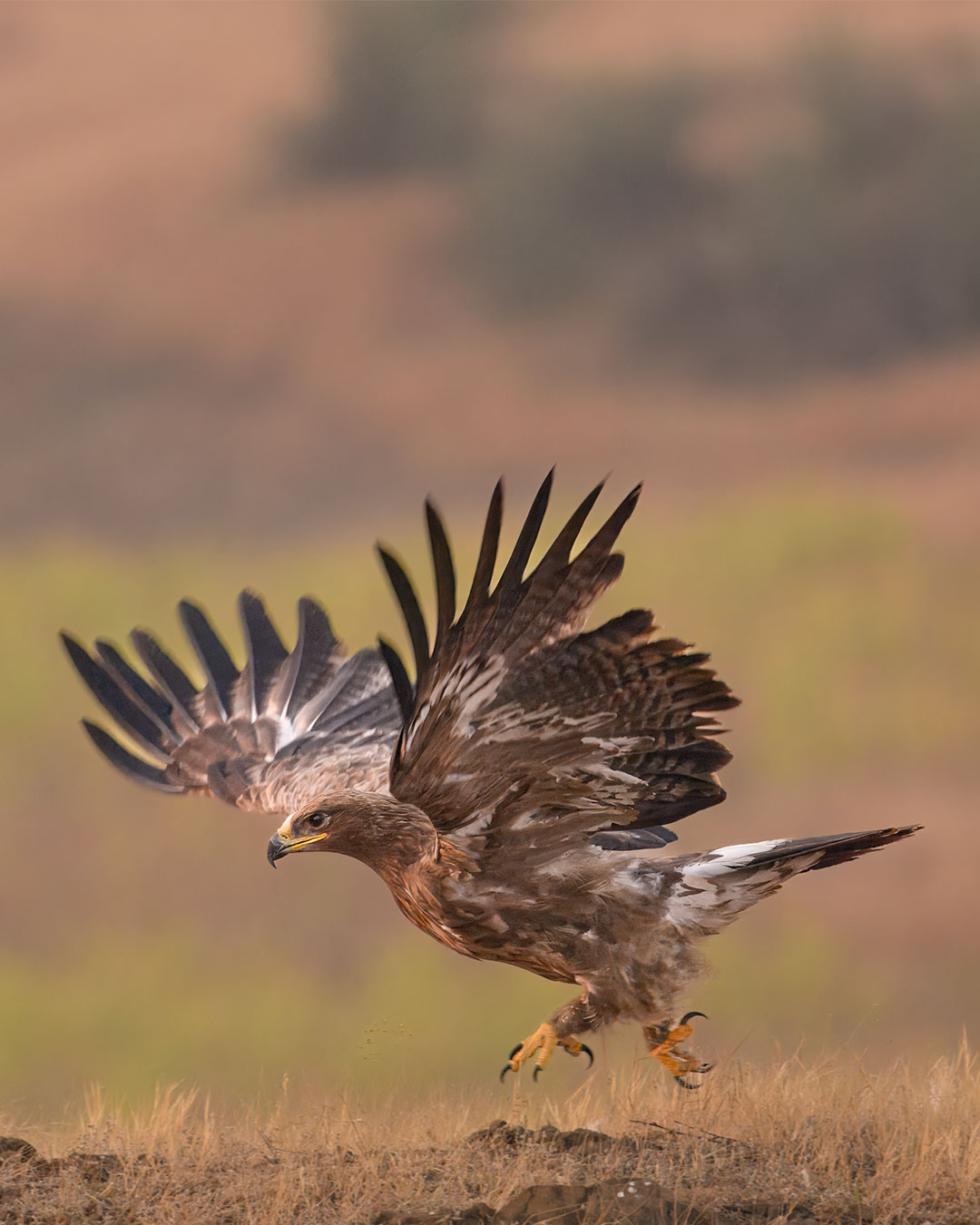 A Steppe Eagle taking flight from a grassland